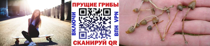 KRAKEN ONION  наркотики  Качканар  Галлюциногенные грибы Psilocybine cubensis 